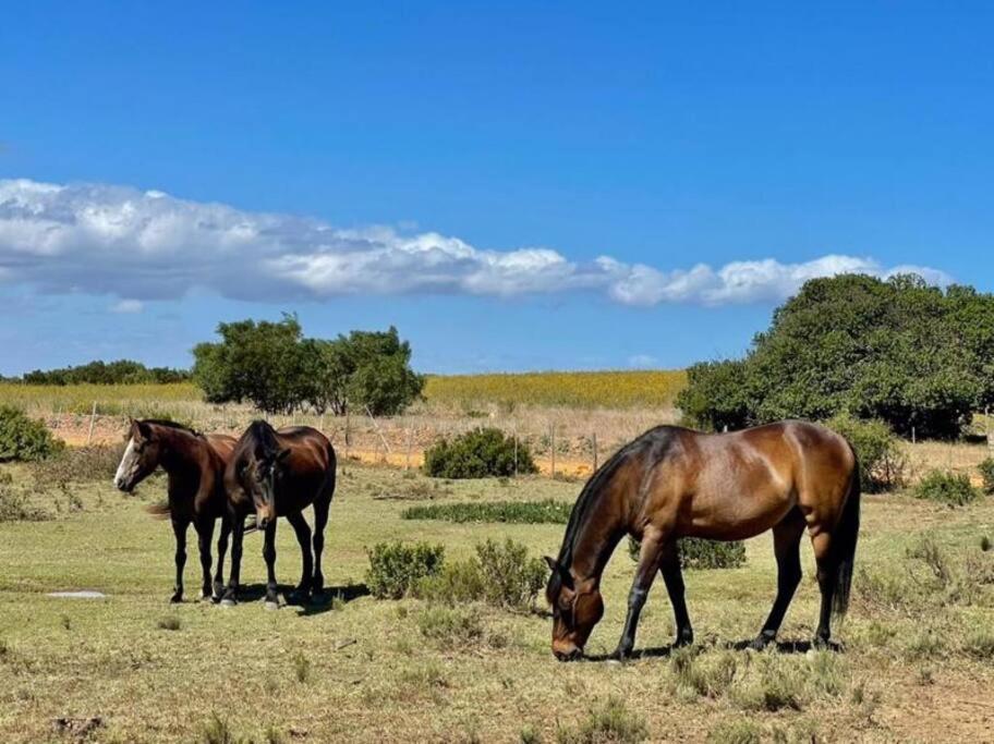 Owl Cottage - Living The Breede Malgas Zewnętrze zdjęcie
